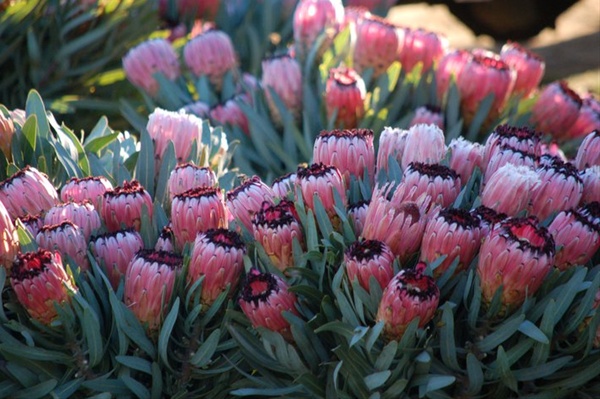 Protea Pink Mink - Protea - Proteas and Leucadendrons - Flowers by
